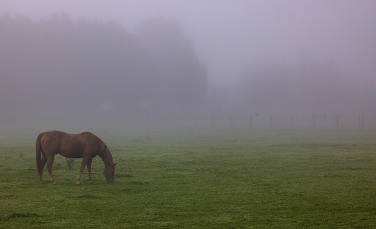 Horse eating grass in heavy fog early morning