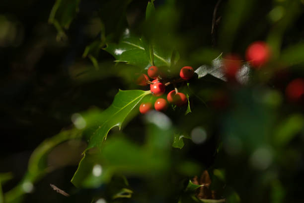 holly selvagem em seu ambiente natural, espanha - artica - fotografias e filmes do acervo