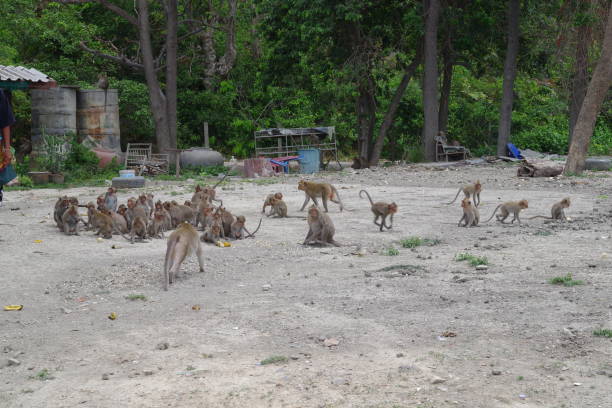 istock Thailand monkeys in Phra Nakhon Khiri 1280217157