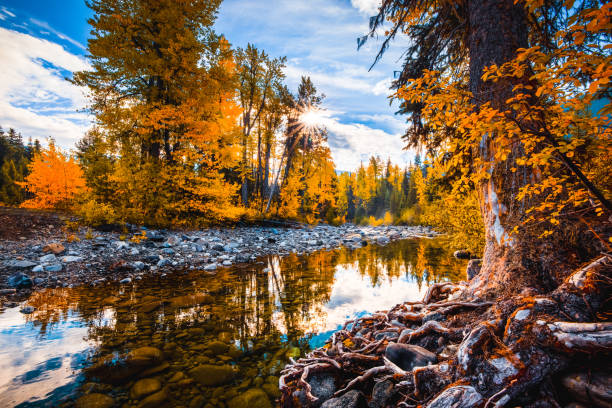 Beautiful yellow orange trees surrounds creek