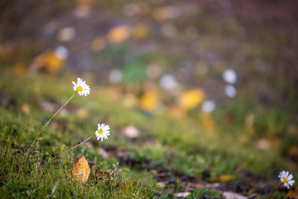 Field daisy flowers (Leucanthemum vulgare)