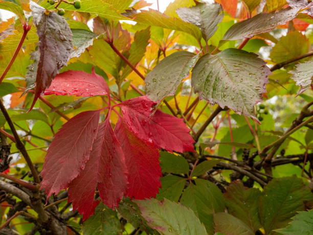 istock Background made of autumn leaves 1280218157