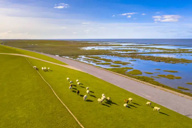 Aerial view of sheep grazing on sea dike near Tidal Marshland national park and Unesco World heritage area Waddensea in Province of Groningen. Netherlands