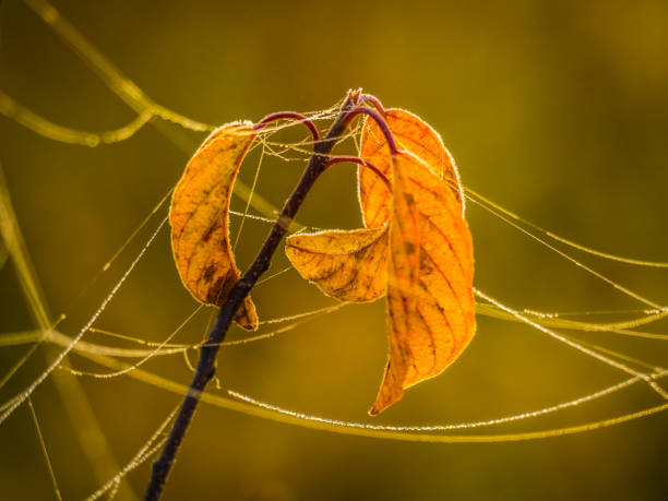 istock Yellowed leaves and spider webs 1280218251