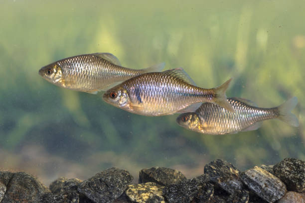 European bitterling natural environment
