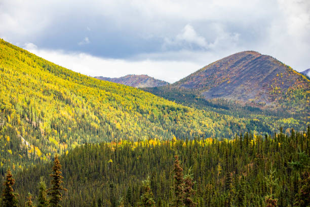 istock Scenic view of Alaska colorful forest trees in fall 1280218533