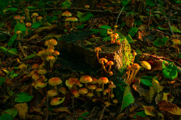 istock mushrooms in the forest on stump 1280219196