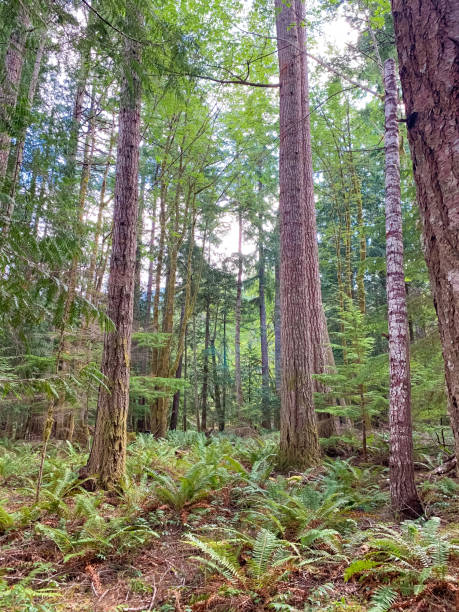 istock Trees growing in a Pacific no Northwest rainforest 1280219419