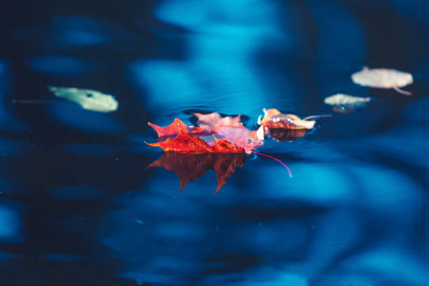 hoja de arce rojo brillante sobre agua azul - autumn blue botany clear sky fotografías e imágenes de stock