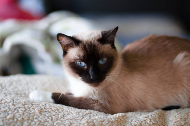 istock Portrait of a Siamese Cat Lying on a White Cat Bed 1280221994