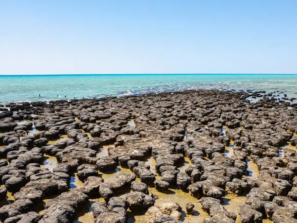 Hamelin Pool is home to the most diverse and abundant examples of stromatolites in the world
