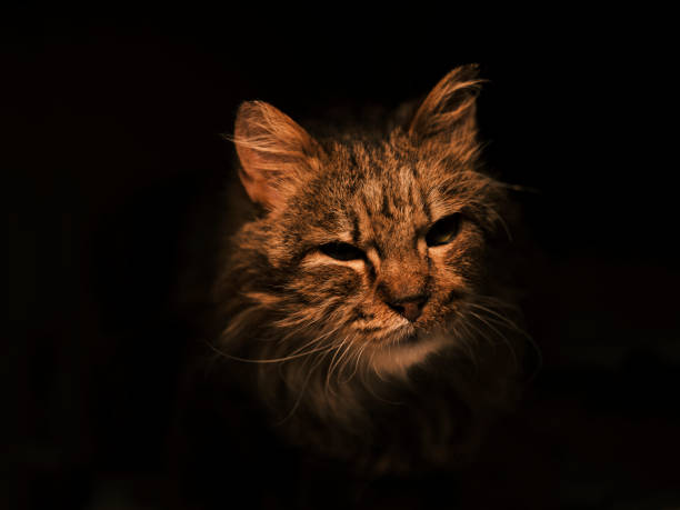 istock Domestic Cat Portrait 1280223165