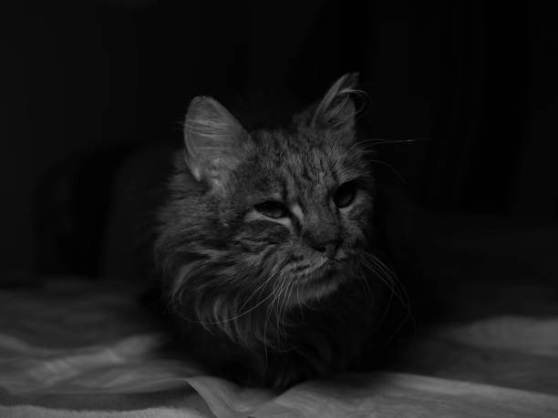 Domestic Cat Portrait