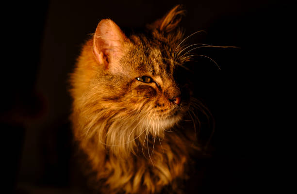 Domestic Cat Portrait