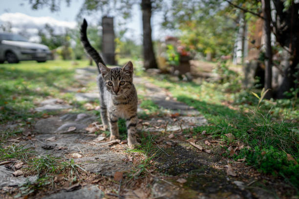 istock Domestic kitten at back yard 1280223760