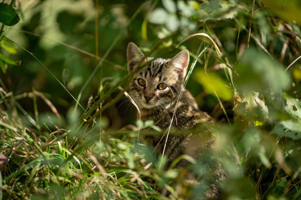 Domestic kitten at back yard