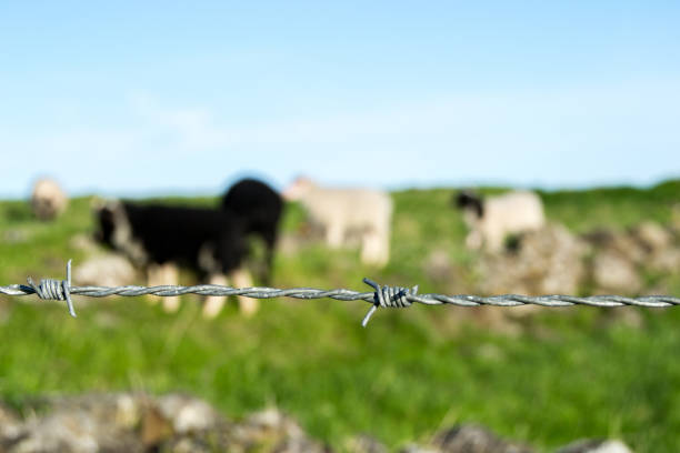 Wire fence field scene with wire fence in the foreground and animals in the background alambrada stock pictures, royalty-free photos & images
