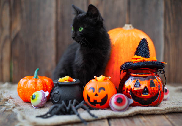 Halloween pumpkin and black cat on wooden background