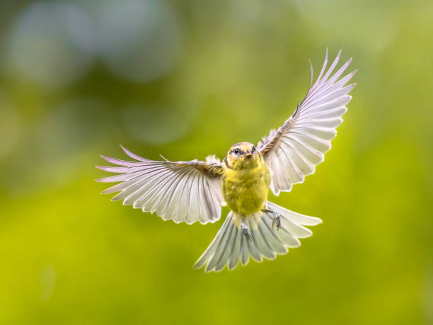 istock Bird in Flight on vivid garden background 1280225413