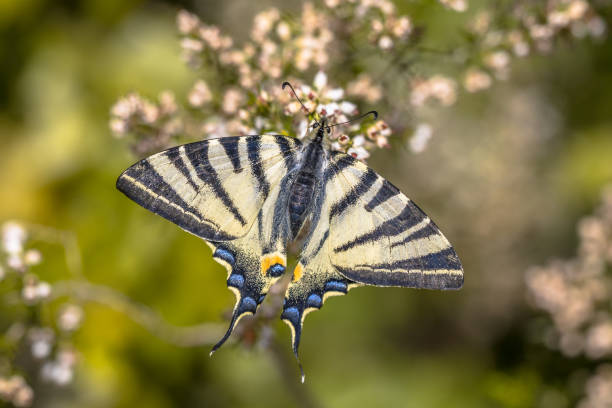 queue d’hirondelle rare sur la bruyère d’arbre - scarce swallowtail photos et images de collection