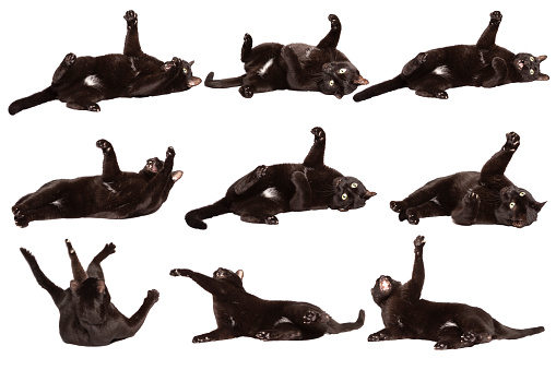 A series of an active back cat isolated on a white background.