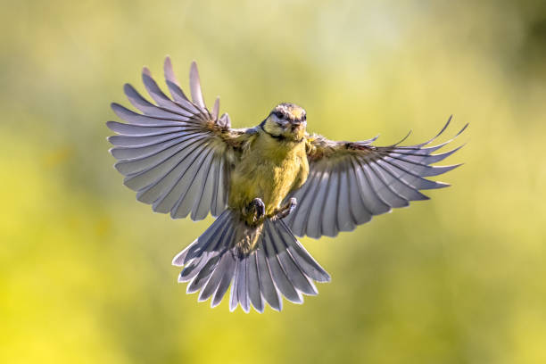istock Bird in flight on bright green background 1280226459