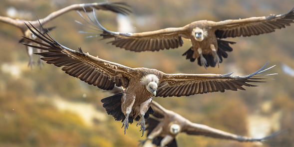 Griffon vultures (Gyps fulvus) group flying in misty conditions in Spanish Pyrenees, Catalonia, Spain, April. This is a large Old World vulture in the bird of prey family Accipitridae. It is also known as the Eurasian griffon and closely related to the white-backed vulture (Gyps africanus).