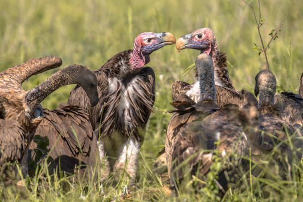 istock African vultures safari 1280226766