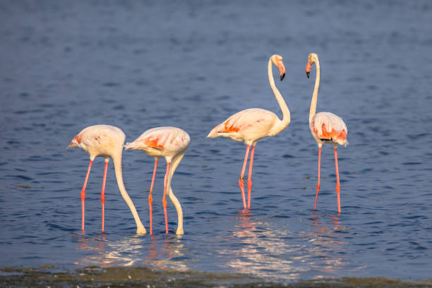 istock Four Flamingos feeding 1280227354