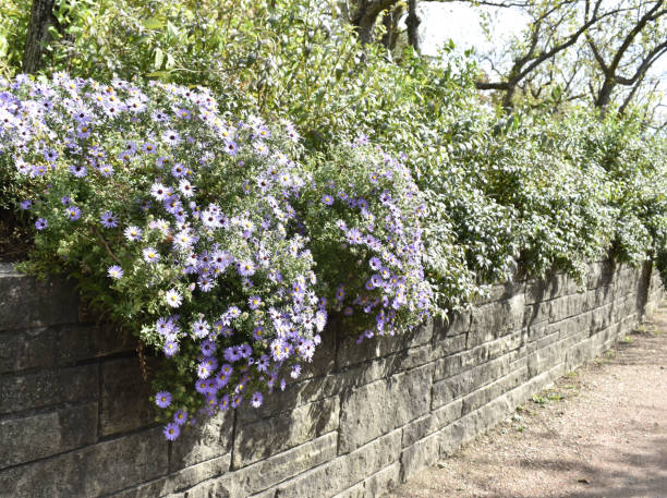 istock Wood Asters Hanging Over a Wall 1280228501