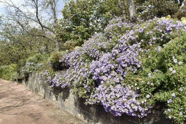 istock Mounds of Purple Asters 1280228645