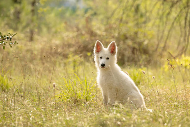istock Swiss Shepherd Puppyin the grass 1280229242