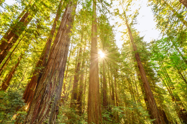 bellissima alba alla redwood national forest - marin county foto e immagini stock