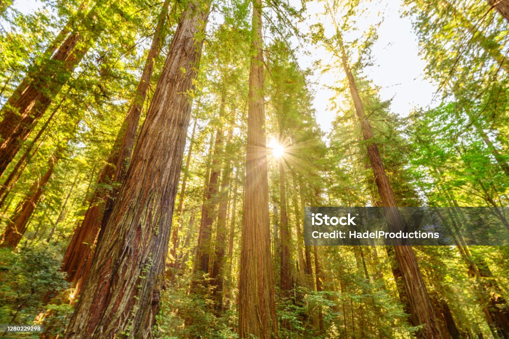 Beautiful sunrise at Redwood National Forest Redwood Forest Stock Photo