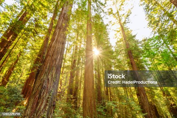Beautiful Sunrise At Redwood National Forest Stock Photo - Download Image Now - Redwood Forest, Muir Woods, Redwood Tree
