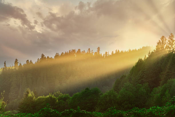 bellissima alba alla redwood national forest - marin county foto e immagini stock