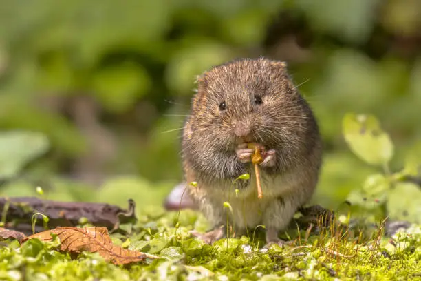 Field vole or short-tailed vole (Microtus agrestis) eating berry in natural habitat green forest environment.