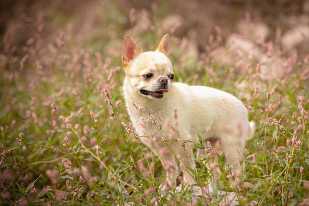 istock chihuahua in the herbs 1280229327