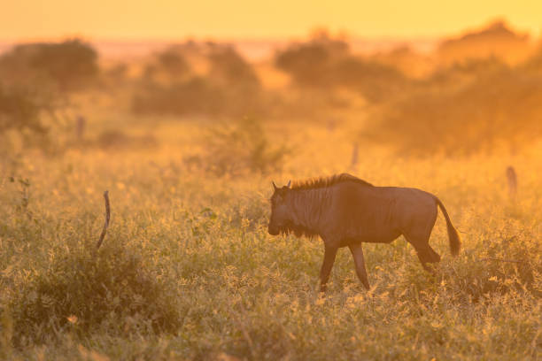 luce mattutina savanna orange con gnu su s100 kruger - kruger national park sunrise south africa africa foto e immagini stock