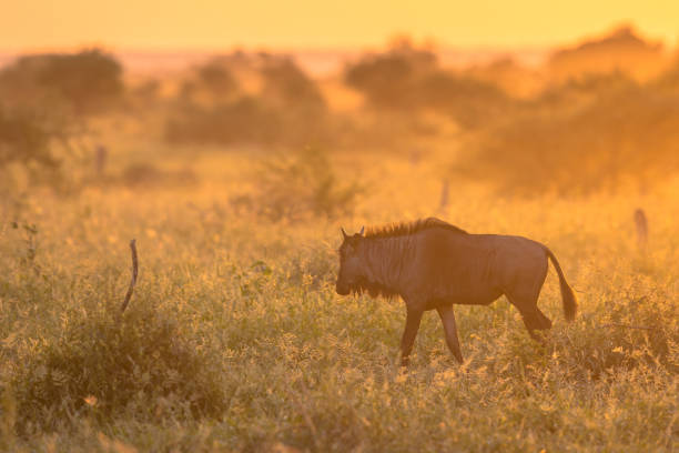 istock Savanna Orange morning light with wildebeest on S100 Kruger 1280229354