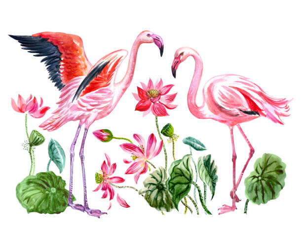 istock Flamingos and lotuses, watercolor illustration on white background 1280229672