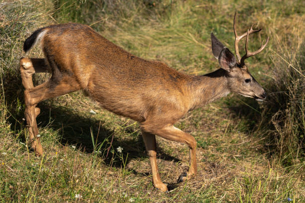 istock White-tailed Deer Buck with Antlers Running. 1280231842