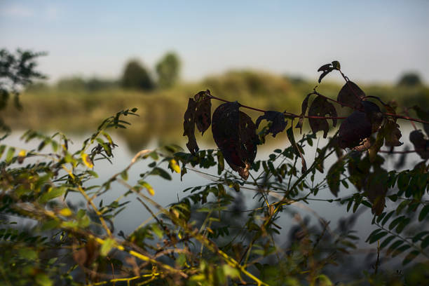 Branch with red leaves with a pond in the background
