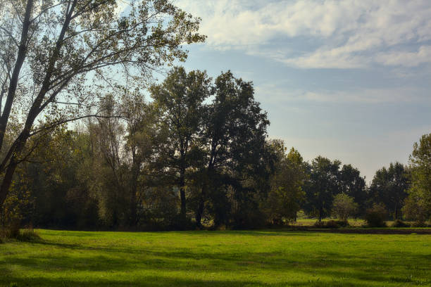 istock Field in a park in autumn with trees in the background 1280232030