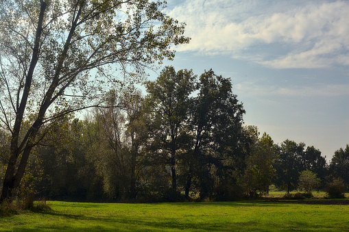Field in a park in autumn with trees in the background