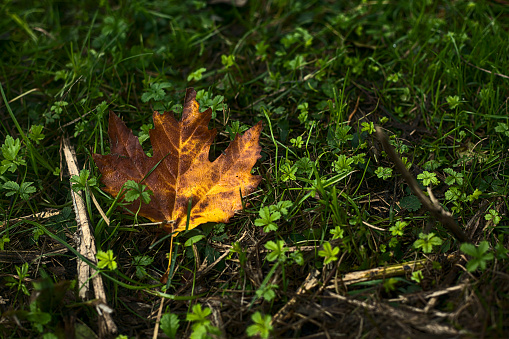 Fallen and withered maple leaf in the grass