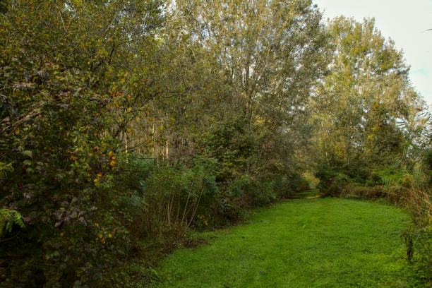 istock Path covered by grass and bordered by trees in a peat bog at morning in autumn 1280232121