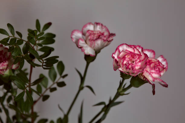 istock White and pink carnation on a white background 1280232870