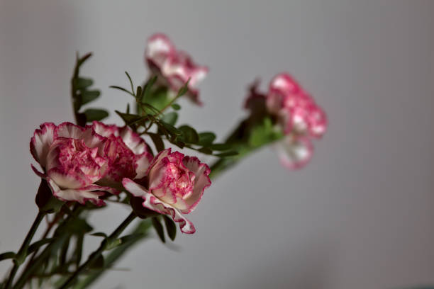 istock White and pink carnation on a white background 1280232933