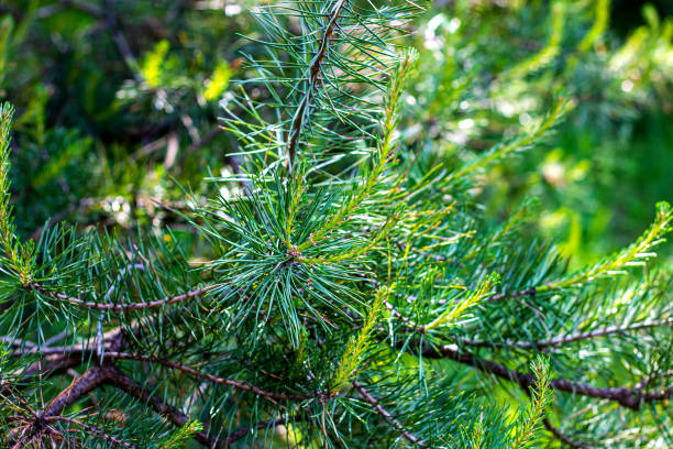 fresh evergreen pine twigs with green needles in the forest in spring and summer season - growth new evergreen tree pine tree imagens e fotografias de stock